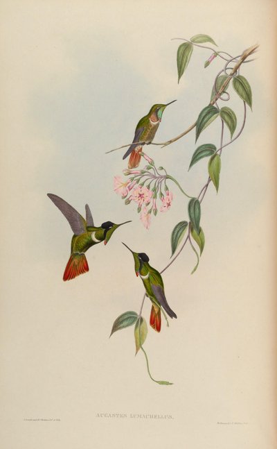 Augastes lumachellus - John Gould